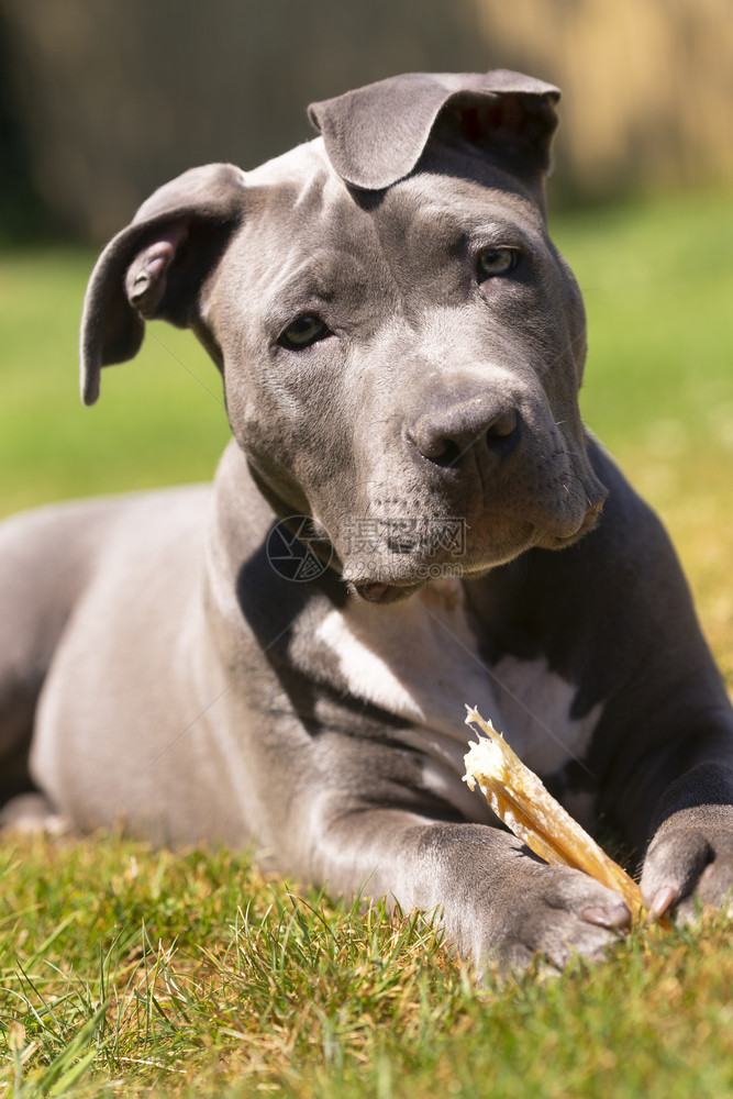 青皮拉纯净的布雷犬在草地的铸骨中刺图片