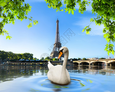 巴黎埃菲尔铁塔附近塞纳河上的白天鹅图片