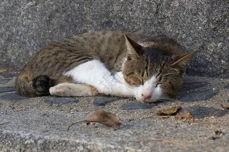 秋天在街上睡觉的小巷猫高清图片