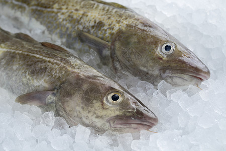 冰上新鲜生鳕鱼的对等图片