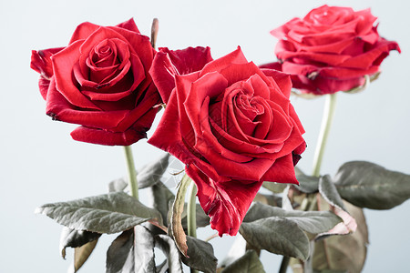 鲜红玫瑰花的美丽束作为灰色上的爱象征浪漫的高清图片素材