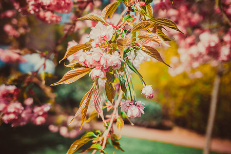 樱桃树盛开图片
