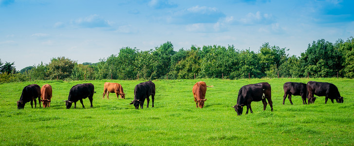 青青草原上放牧的牛群高清图片
