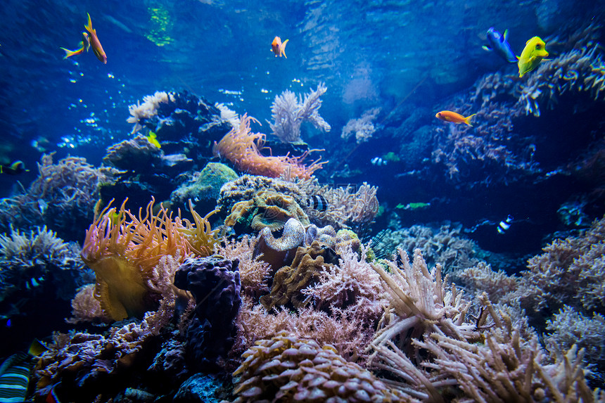 带鱼和石的多彩珊瑚礁图片