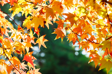色彩多美丽的秋叶生长高清图片素材