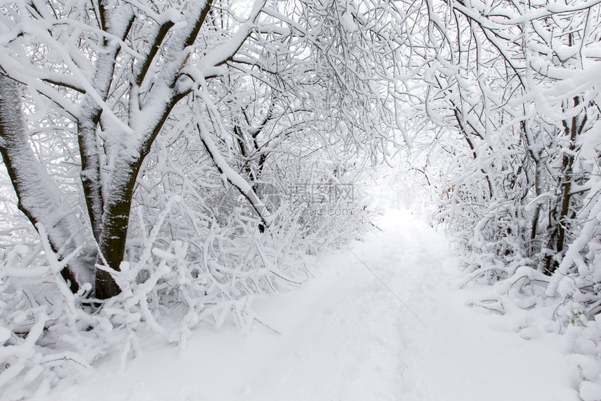 冬季的林中道路图片