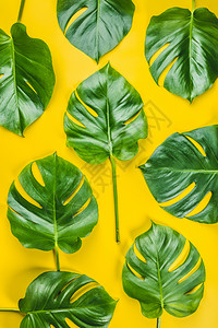 热带怪物黄背景最低概念平的叶子顶级视野图片