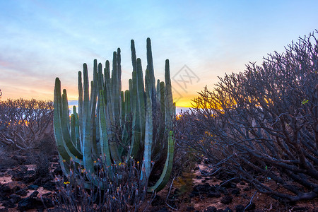 马刺加那利群岛特纳里夫日落时有植物的沙漠背景