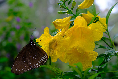 坐在绿叶上的蝴蝶自然栖息地中的美丽昆虫图片
