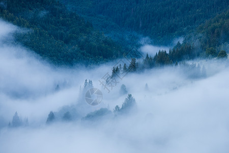 迷雾的风景与fir山林日出前对的全景图片