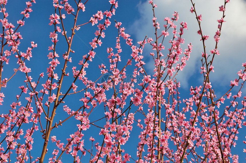 春桃枝花树自然成分图片