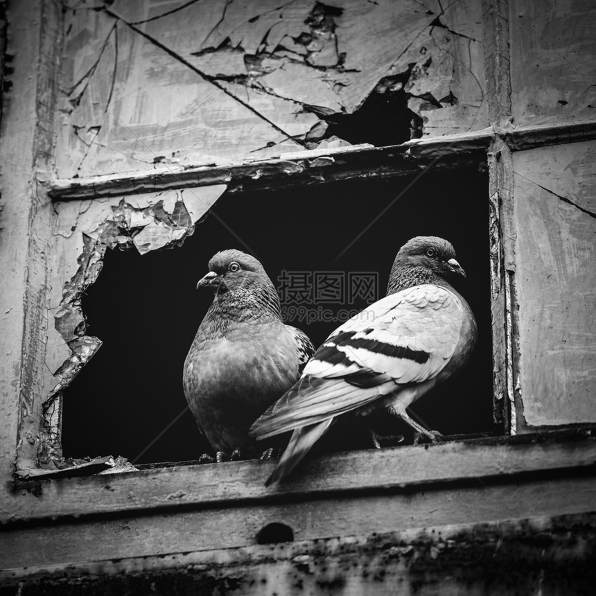 两只鸽子坐在破碎的窗户里图片
