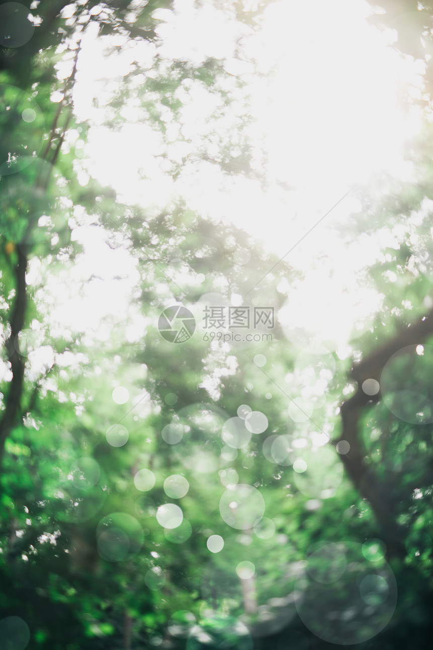绿树和阳光照透的模糊图像Bokeh背景图片