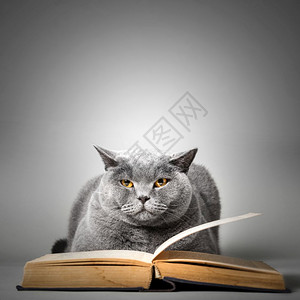 有趣的猫读书学习文英国短发猫可爱读书图片