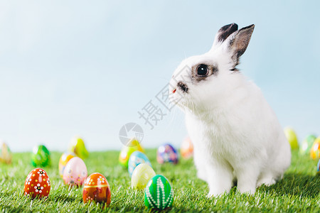白兔子和复活节鸡蛋传统假日生命的象征复制空间春季背景图片