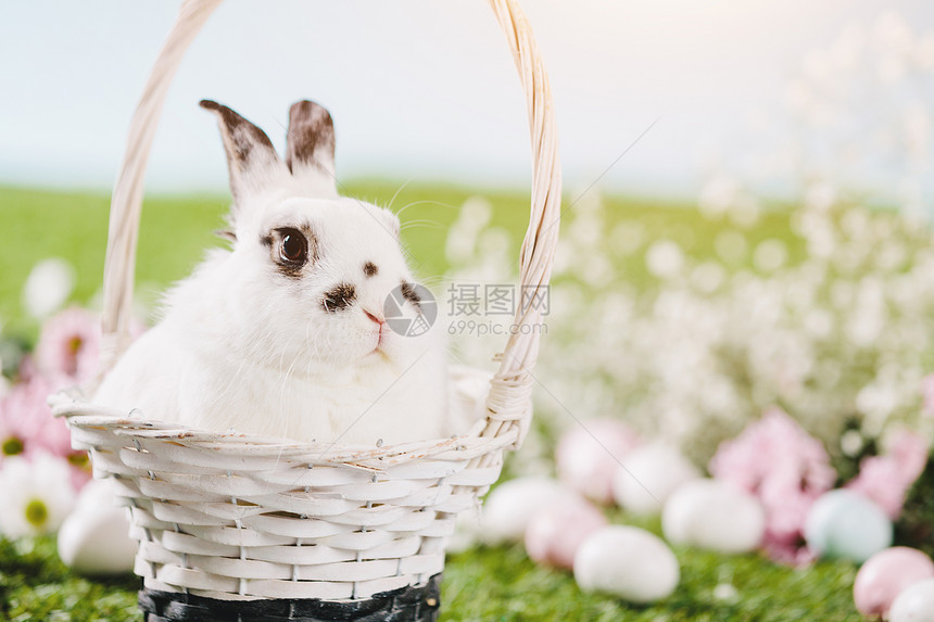 白兔坐在复活节篮子里传统的复活节春天有趣的毛皮宠物图片