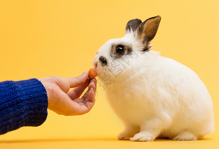 兔子胡萝卜分隔女人用胡萝卜喂兔子家畜照顾宠物背景