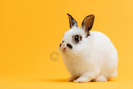 小兔子坐在黄色背景上家畜宠物复制空间图片