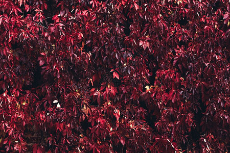红叶的秋树的图片