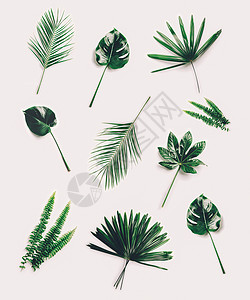 白色背景的一组不同热带叶子异形装饰棕榈和植物图片