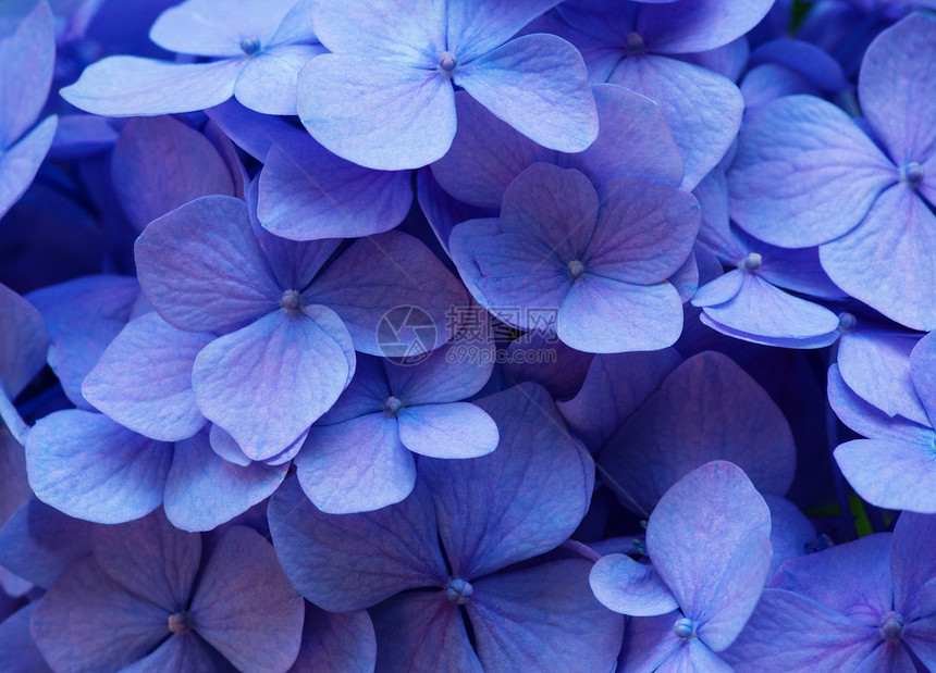 蓝色Hydranga背景霍滕西亚花朵表面图片