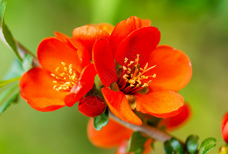 鲜花青梅或日本的红花黄高清图片