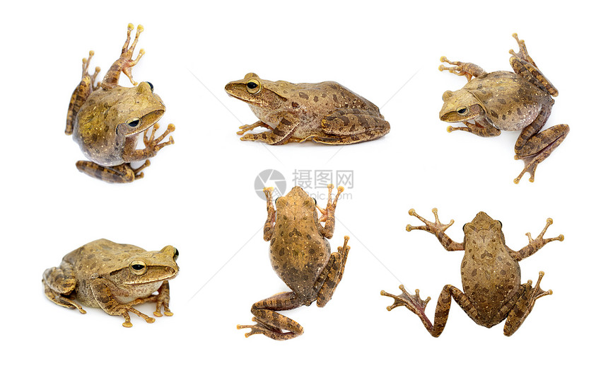 一群棕青蛙混合乳胶税黑白背景的雄图片