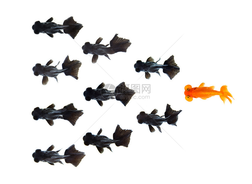 一种金鱼跟随在白色背景上被孤立的小型黑金鱼群代表着做生意的不同想法图片