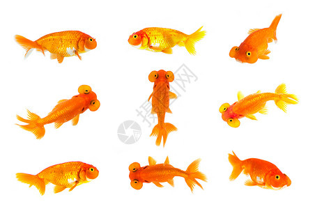 金鱼和泡眼群孤立在白色背景高清图片