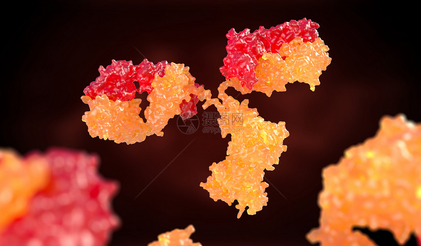 人体抗immunoglobulin3D插图人类抗体immunoglobulin图片