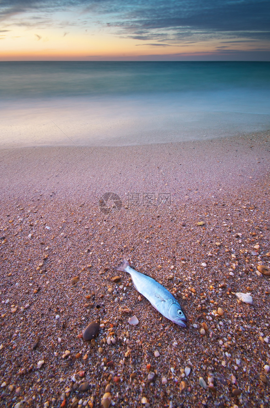 海岸上的鱼自然化合物图片