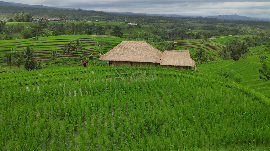 巴厘乌布德的Jatiluwih水稻梯田和绿林图片