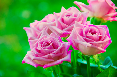 粉红玫瑰绿色玫瑰纹理高清图片