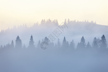 美丽的山林覆盖着大量的雾喀尔巴阡山日出风景早晨高清图片素材