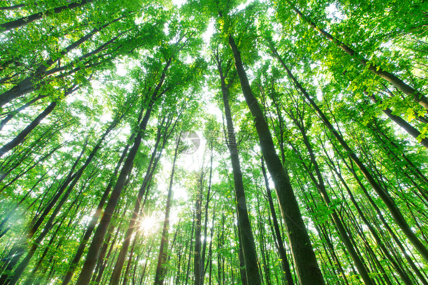 林树天然的绿木阳光背景图片