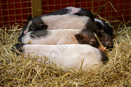 猪你幸福立体字小猪在睡觉农场动物背景