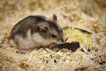 仓鼠吃食物的影像宠动高清图片