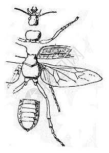 昆虫身体的构成部分古老的刻画图案图片