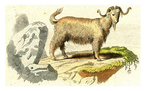 的山羊古代雕刻的插图从Buffon完成的作品图片
