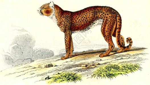 Cheetah古代刻画插图来自Buffon完成的作品图片
