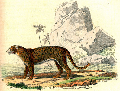 黑豹古老的雕刻插图布丰完成的作品背景图片