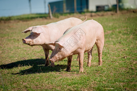 养猪场的长满稻草井高清图片