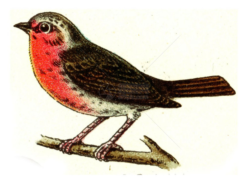 Robin古代雕刻的插图来自欧洲的德乌茨鸟集图片