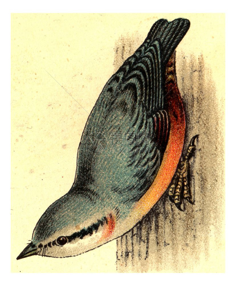 Nuthatch古代刻画插图来自欧洲德乌茨鸟类集图片