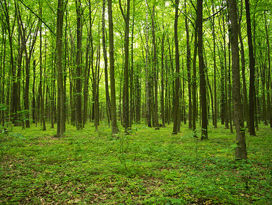 绿林背景图片