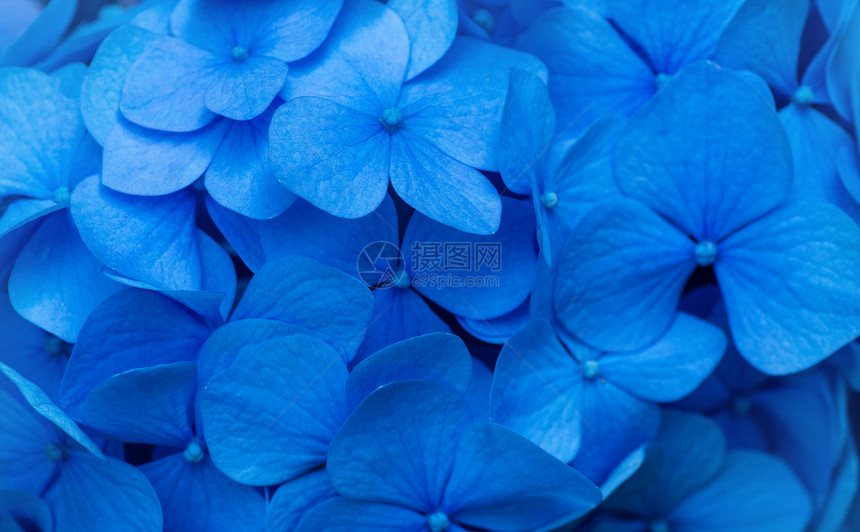 蓝色Hydranga背景霍滕西亚花朵表面图片