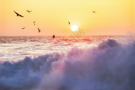 日落在海洋上浪鸥和日落的全景美国佛罗里达州图片