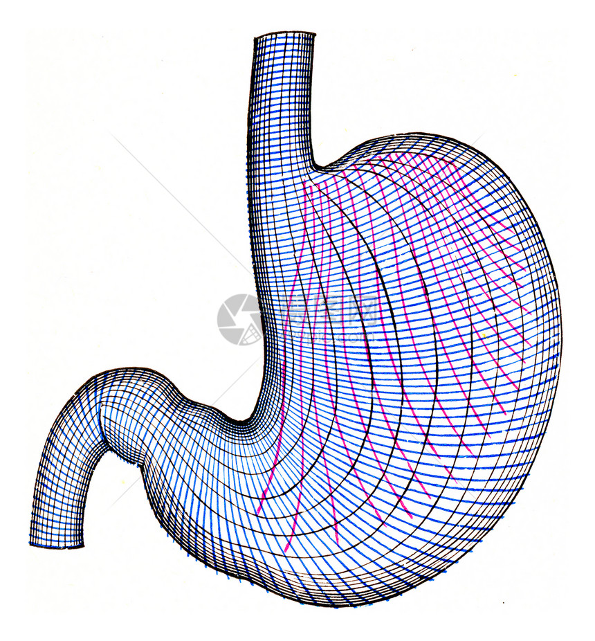 胃部古老的雕刻插图图片