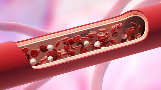 下肢血管静脉中的红细胞和白Leukocyte正常水平3D插图血管中的红细胞和白背景