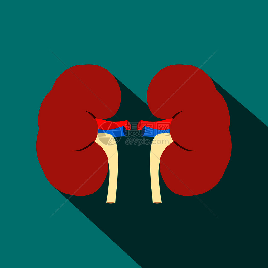 人类肾平面图标图片